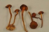 Gymnopilus bellulus image