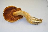 Gymnopilus ventricosus image