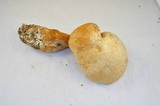 Gymnopilus ventricosus image
