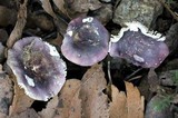 Russula clelandii image