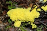 Fuligo septica image