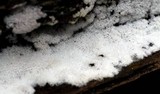 Ceratiomyxa fruticulosa var. fruticulosa image