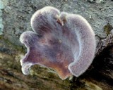 Panus neostrigosus image