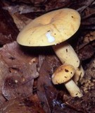 Lactarius volemus var. flavus image