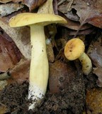 Lactarius volemus var. flavus image