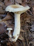 Lactarius subvernalis image