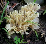 Tremellodendropsis semivestitum image