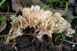 Tremellodendropsis semivestitum image