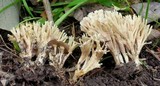 Tremellodendropsis semivestitum image