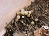 Cyathus olla image