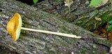 Oudemansiella incognita image