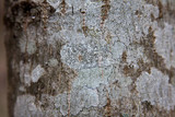 Graphis scripta image