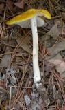 Oudemansiella incognita image