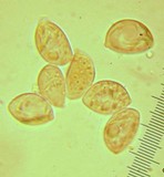 Oudemansiella incognita image