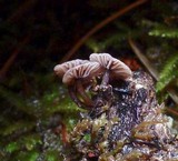 Micromphale arbuticola image