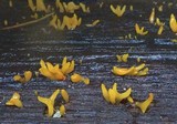 Calocera furcata image