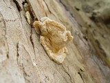 Sarcodontia pachyodon image