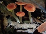 Leucopaxillus gracillimus image