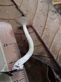 Leucopaxillus gracillimus image