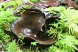 Plectania melaena image