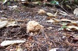 Ramaria botrytis image