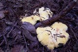 Cantharellus formosus image
