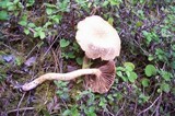 Chroogomphus tomentosus image