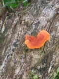 Earliella scabrosa image