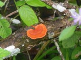 Earliella scabrosa image