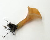 Guepinia helvelloides image