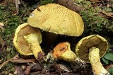 Image of Pulveroboletus brunneoscabrosus