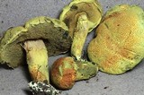 Pulveroboletus brunneoscabrosus image