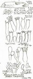 Sistotremastrum niveocremeum image