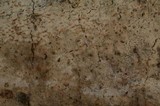 Sistotremastrum niveocremeum image