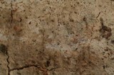 Sistotremastrum niveocremeum image
