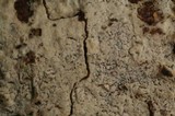 Sistotremastrum niveocremeum image
