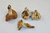 Hebeloma crustuliniforme image