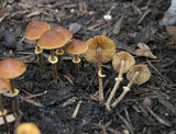 Conocybe rugosa image