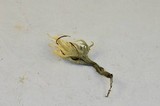 Helminthosphaeria clavariarum image