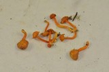 Hygrocybe miniata image