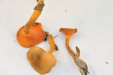 Hygrophoropsis aurantiaca image