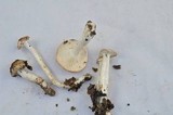 Hygrophorus roseobrunneus image