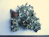 Hypotrachyna revoluta image