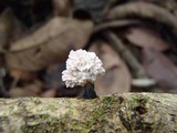 Xylaria cubensis image