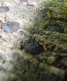 Camillea cyclops image