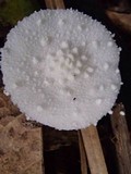 Leucocoprinus cretaceus image