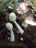 Leucocoprinus cretaceus image