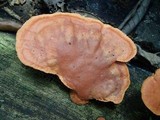 Pycnoporus sanguineus image