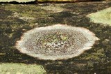 Lecanora subrugosa image