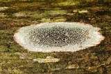 Lecanora subrugosa image
